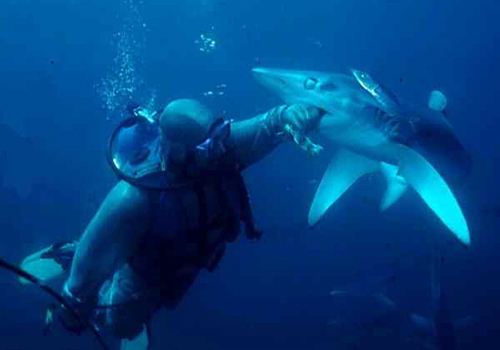 alec pridgeon 1 A person in the water with two sharks.
