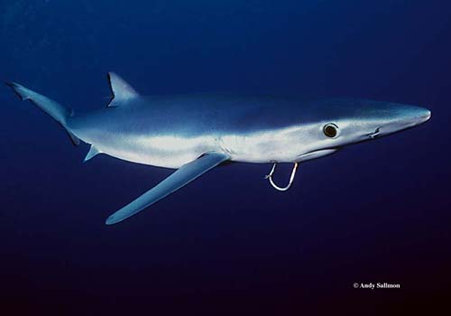 andrew sallmon 1 A blue shark with a hook in its mouth.
