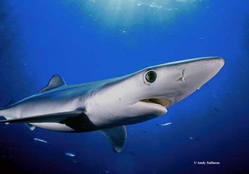 andrew sallmon 2 A shark swimming in the ocean under water.