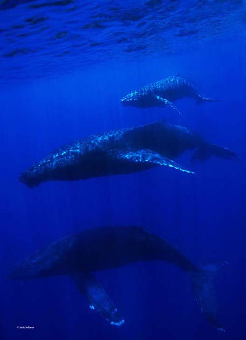 andrew sallmon 3 A group of three whales swimming in the ocean.
