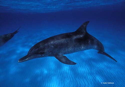 andrew sallmon 4 A dolphin swimming in the ocean under water.