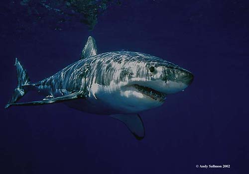andrew sallmon 6 A shark swimming in the ocean under water.