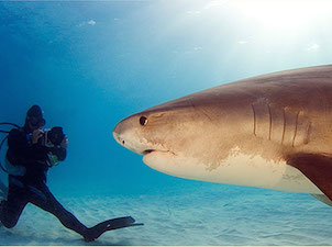 A shark is swimming in the water near a photographer.