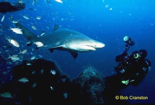 bob cranston 2 A shark swimming in the ocean surrounded by fish.