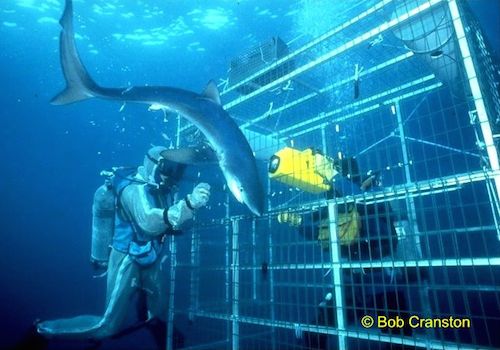 bob cranston 3 A person in scuba gear holding onto a shark