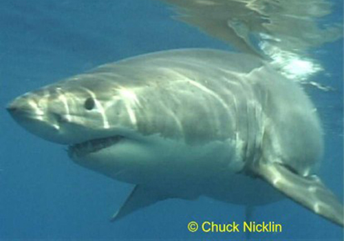 chuck nicklin 1 A shark is swimming in the water.
