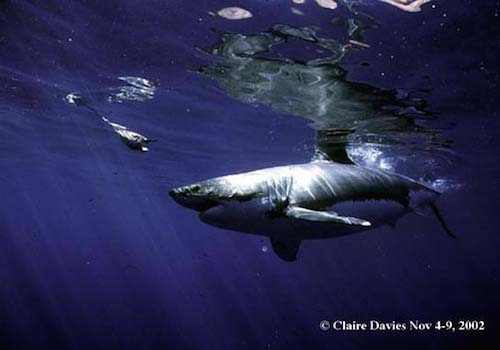 claire davies 1 A couple of sharks swimming in the ocean.
