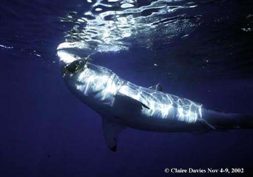 claire davies 4 A shark swimming in the ocean under water.