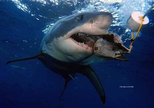 dave haas 3 A shark with its mouth open in the ocean.