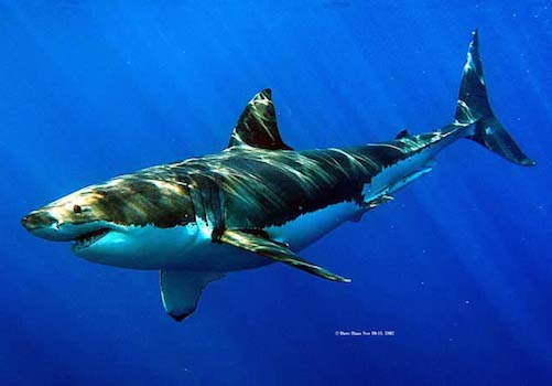 dave haas 4 A shark swimming in the ocean under water.