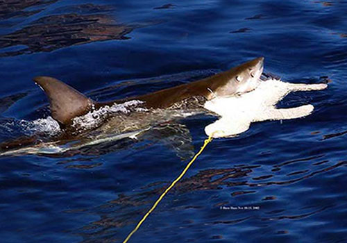 dave haas 5 A shark is swimming in the water with a rope.