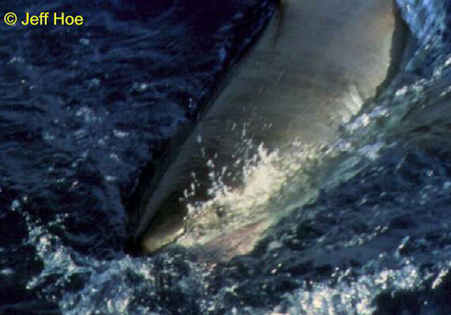 jeff hoe 2 A shark is swimming in the ocean.