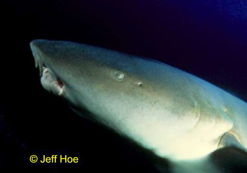 jeff hoe 4 A shark is swimming in the dark water.