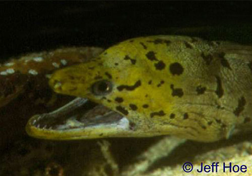 jeff hoe 5 A close up of the head and mouth of an animal.