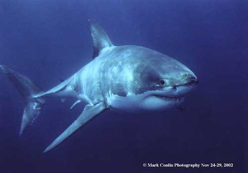 mark conlin 1 A shark swimming in the ocean with its mouth open.