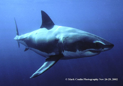 mark conlin 6 A large shark swimming in the ocean.