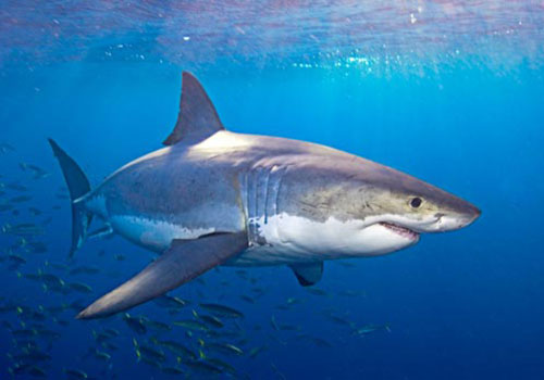 marty snyderman 12 A great white shark swimming in the ocean.