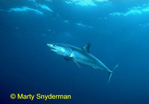 marty snyderman 3 A shark swimming in the ocean under water.