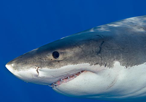 marty snyderman 4 A close up of the head and face of a shark.