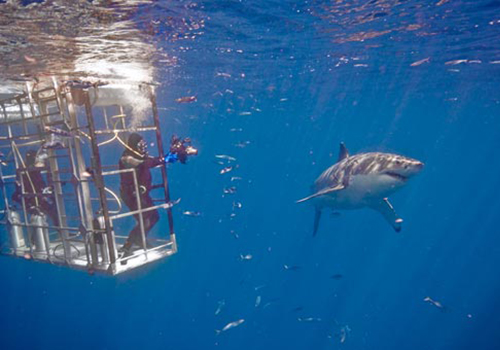 marty snyderman 7 A person in a cage with a shark swimming by.