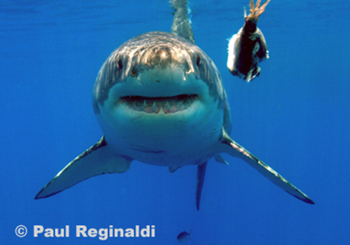 paul reginaldi 1 A shark with its mouth open and the head of another shark in the background.