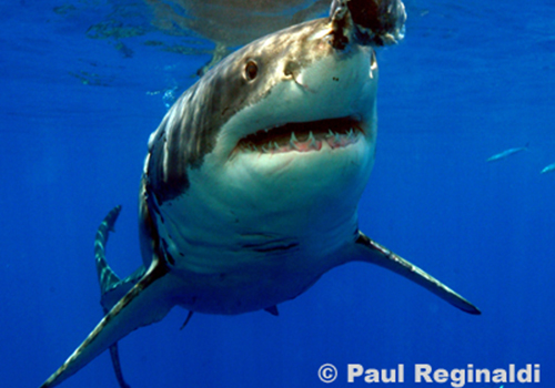 paul reginaldi 2 A shark is swimming in the ocean.