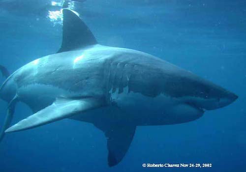 roberto chavez 1 A great white shark swimming in the ocean.