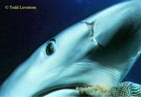 todd lovstrom 1 A close up of the head and face of a shark
