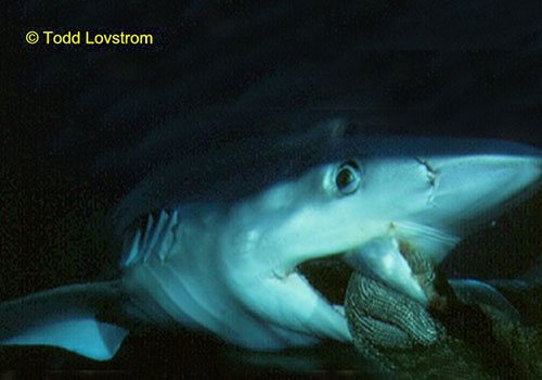 todd lovstrom 3 A shark with its mouth open and it's teeth hanging out of the water.