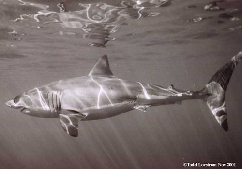 todd lovstrom 4 A shark swimming in the water with its reflection.